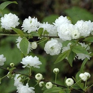 2 x cerisier à fleur  - prunus glandulosa 'alba plena'  - 30-40 cm pot