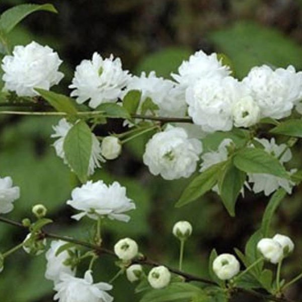 2 x cerisier à fleur - prunus glandulosa 'alba plena' - 30-40 cm pot