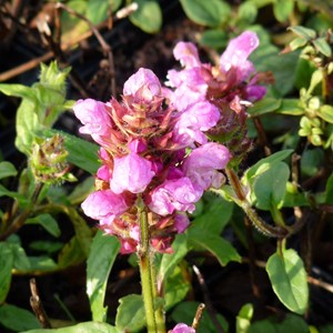 Brunelle  - prunella grandiflora 'pink loveliness'  - godet 9x9 cm