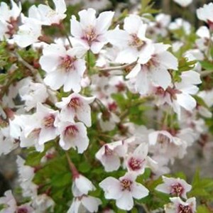 Cerisiers à fleurs  - prunus incisa 'kojou-no-mai'  - 30-40 cm pot