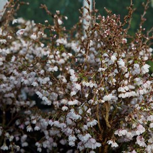 Cerisiers à fleurs  - prunus incisa 'kojou-no-mai'  - 30-40 cm pot