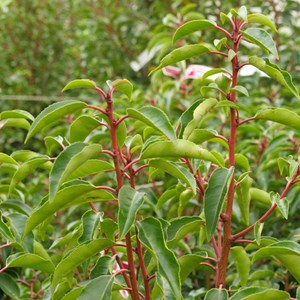 2 x laurier du portugal  - prunus lusitanica 'angustifolia'  - 40-50 cm pot