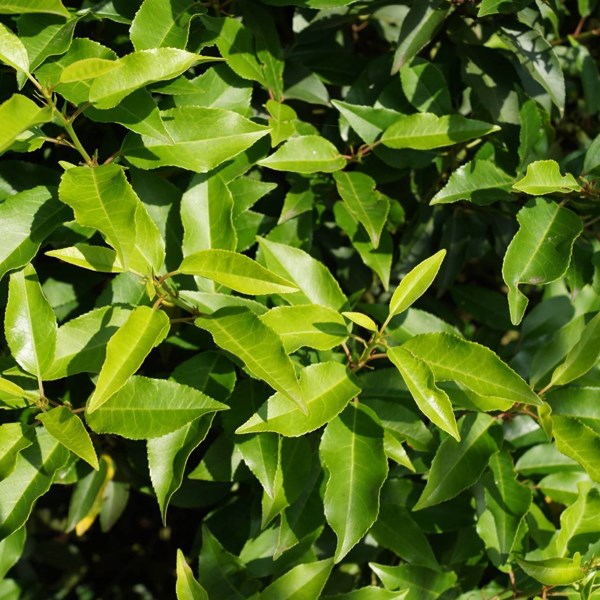 Arborix - 2 x laurier du portugal  - prunus lusitanica 'angustifolia'  - 40-50 cm pot