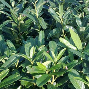 2 x laurier-cerise  - prunus laurocerasus 'caucasica'  - 60-80 cm pot