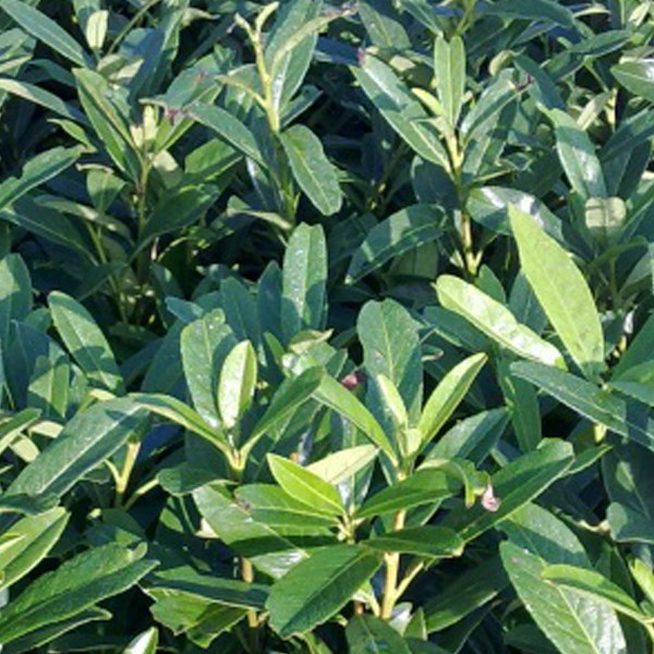 Arborix - 2 x laurier-cerise  - prunus laurocerasus 'caucasica'  - 60-80 cm pot