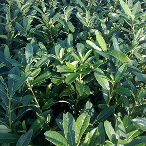 2 x laurier-cerise  - prunus laurocerasus 'caucasica'  - 40-60 cm pot