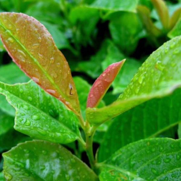 2 x laurier-cerise 'etna' - prunus laurocerasus 'etna' ( 'anbri') - 60-80 cm