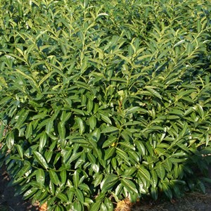 2 x laurier-cerise  - prunus laurocerasus 'herbergii'  - 40-60 cm pot