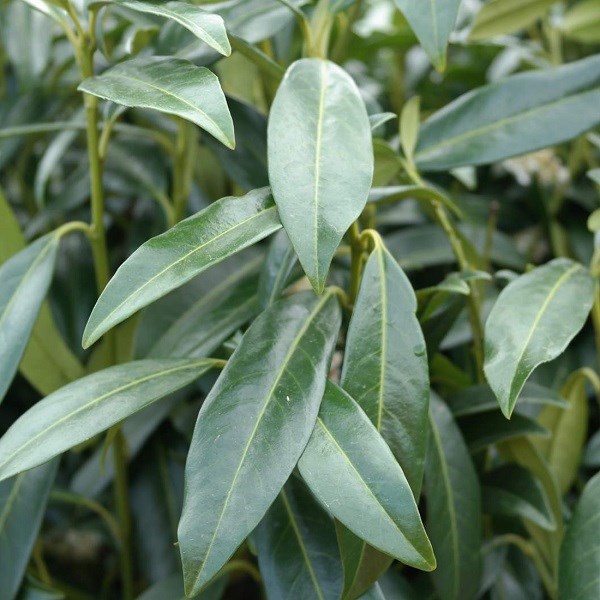 Arborix - 2 x laurier-cerise  - prunus laurocerasus 'herbergii'  - 40-60 cm pot