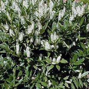 2 x laurier-cerise  - prunus laurocerasus 'otto luyken'  - 30-40 cm pot