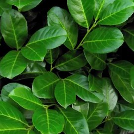 2 x laurier-cerise  - prunus laurocerasus 'rotundifolia'  - 40-60 cm pot