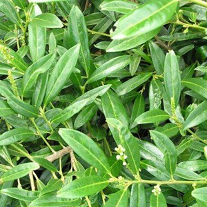 2 x laurier-cerise  - prunus laurocerasus 'zabeliana'  - 30-50 cm pot