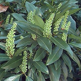 2 x laurier-cerise  - prunus laurocerasus 'zabeliana'  - 30-50 cm pot