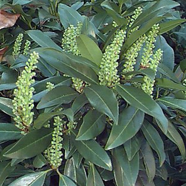 Arborix - 2 x laurier-cerise  - prunus laurocerasus 'zabeliana'  - 30-50 cm pot