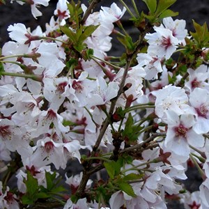 Cerisier du japon  - prunus nipponica 'brillant'  - 60-80 cm pot