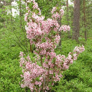 Cerisier du japon  - prunus nipponica 'brillant'  - 60-80 cm pot