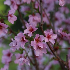 Cerisier du japon  - prunus nipponica 'ruby'  - 60-80 cm pot