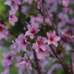 Cerisier du japon  - prunus nipponica 'ruby'  - 60-80 cm pot