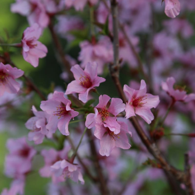 Cerisier du japon - prunus nipponica 'ruby' - 60-80 cm pot