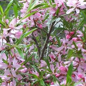 Cerisier du japon  - prunus nipponica 'ruby'  - 60-80 cm pot