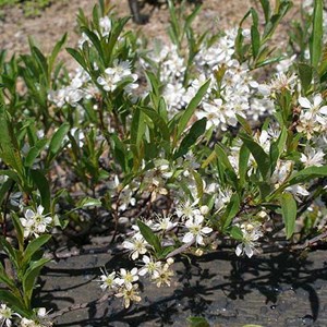 Prunier tapissant  - prunus pumila 'depressa'  - 25-30 cm pot