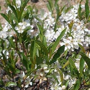 Prunier tapissant  - prunus pumila 'depressa'  - 25-30 cm pot