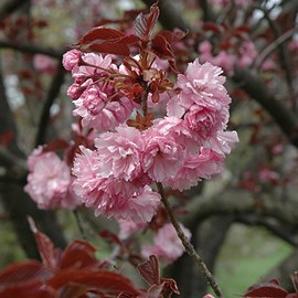 Cerisier du japon  - prunus serrulata 'royal burgundy'  - 60-80 cm pot