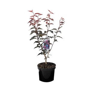 Cerisier du japon  - prunus serrulata 'royal burgundy'  - 60-80 cm pot