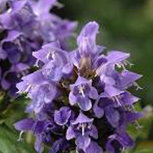 6 x brunelle, prunelle - prunella grandiflora (violet)  - godet 9x9 cm