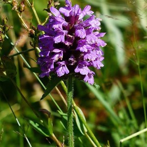 6 x brunelle, prunelle - prunella grandiflora (violet)  - godet 9x9 cm