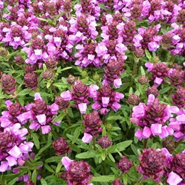 Brunelle webbiana, prunelle  - prunella webbiana 'rosea'  - godet 9x9 cm