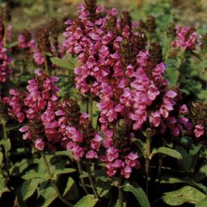 Brunelle webbiana, prunelle  - prunella webbiana 'rosea'  - godet 9x9 cm