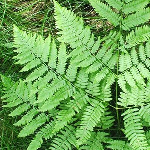 6 x fougère aigle - pteridium aquilinum  - godet 9x9 cm