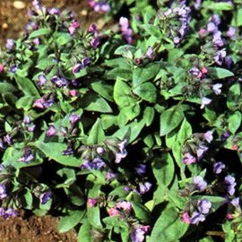 Pulmonaire  - pulmonaria angustifolia 'azurea'  - godet 9x9 cm