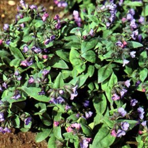 6 x pulmonaire  - pulmonaria angustifolia 'azurea'  - godet 9x9 cm