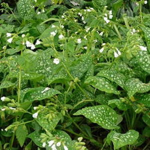 Pulmonaire officinale - pulmonaria officinalis 'sissinghurst white' - godet 9x9