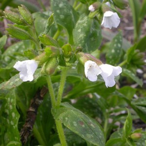 6 x pulmonaire officinale - pulmonaria officinalis 'sissinghurst white' - godet