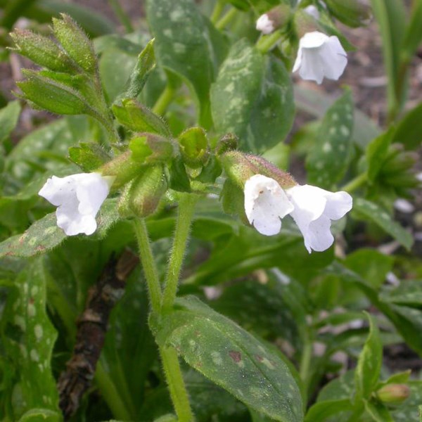 6 x pulmonaire officinale - pulmonaria officinalis 'sissinghurst white' - godet