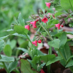Pulmonaire rouge  - pulmonaria rubra 'redstart'  - godet 9x9 cm