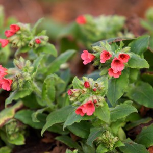 Pulmonaire rouge  - pulmonaria rubra 'redstart'  - godet 9x9 cm