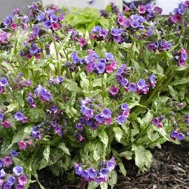 Pulmonaire  - pulmonaria 'smokey blue'  - godet 9x9 cm