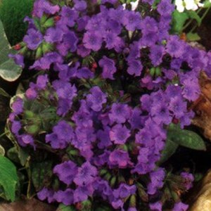 Pulmonaire  - pulmonaria 'smokey blue'  - godet 9x9 cm