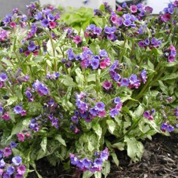 6 x pulmonaire - pulmonaria 'smokey blue' - godet 9x9 cm