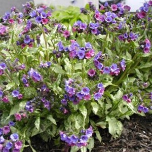 Pulmonaire  - pulmonaria 'smokey blue'  - godet 9x9 cm