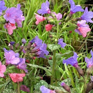 Pulmonaire  - pulmonaria saccharara 'mrs moon'  - godet 9x9 cm