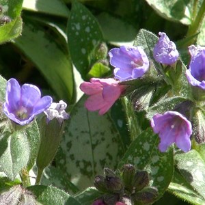 Pulmonaire  - pulmonaria saccharara 'mrs moon'  - godet 9x9 cm