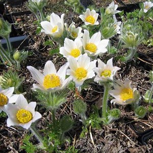 Anémone pulsatile  - pulsatilla vulgaris 'alba'  - godet 9x9 cm