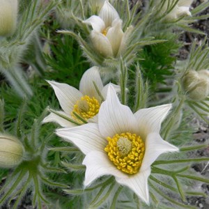 6 x anémone pulsatile  - pulsatilla vulgaris 'alba'  - godet 9x9 cm