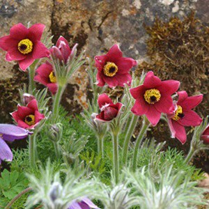 Anémone pulsatile  - pulsatilla vulgaris 'rode klokke'  - godet 9x9 cm