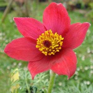 6 x anémone pulsatile  - pulsatilla vulgaris 'rode klokke'  - godet 9x9 cm